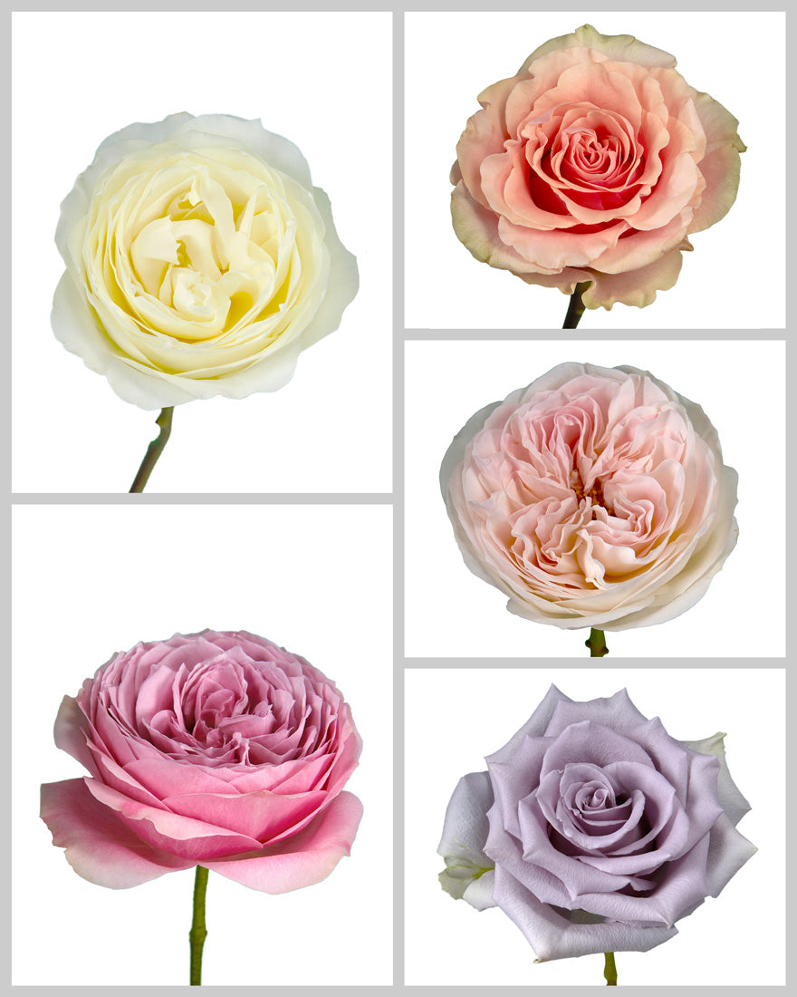 Roses Mixed Box #222 Mother's Day