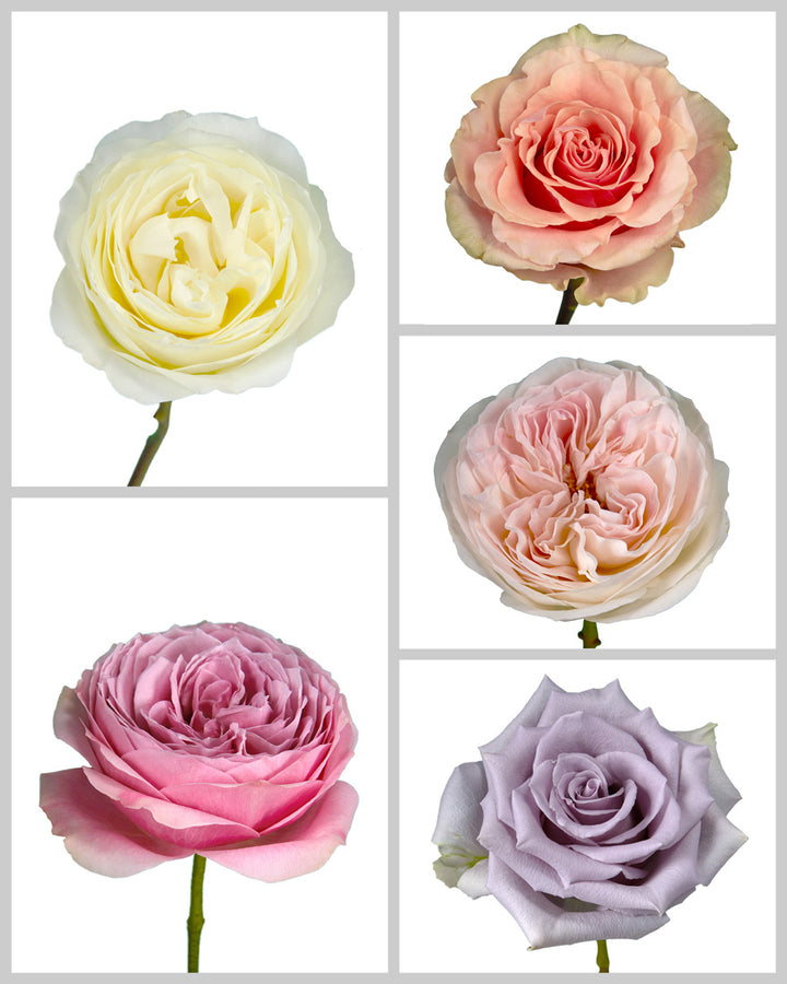 Roses Mixed Box #222 Mother's Day