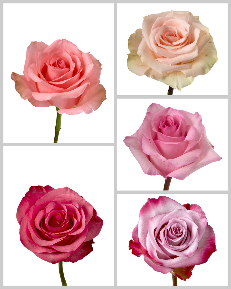 Roses Mixed Box #423 Mother's Day