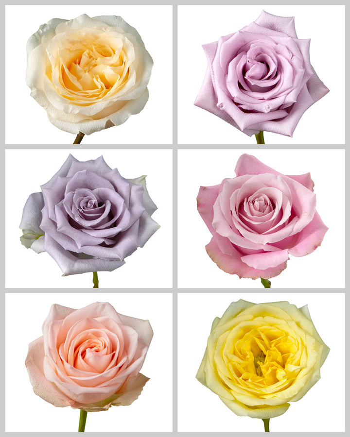 Roses Mixed Box #441 Mother's Day