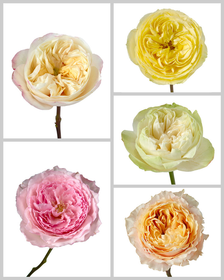 Roses Mixed Box #442 Mother's Day