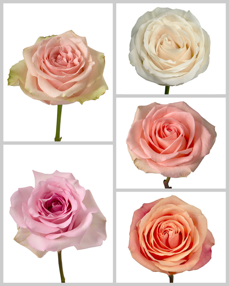 Roses Mixed Box #443 Mother's Day