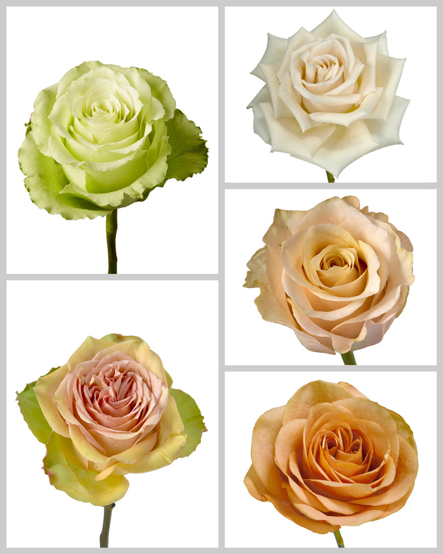 Roses Mixed Box #449 Mother's Day