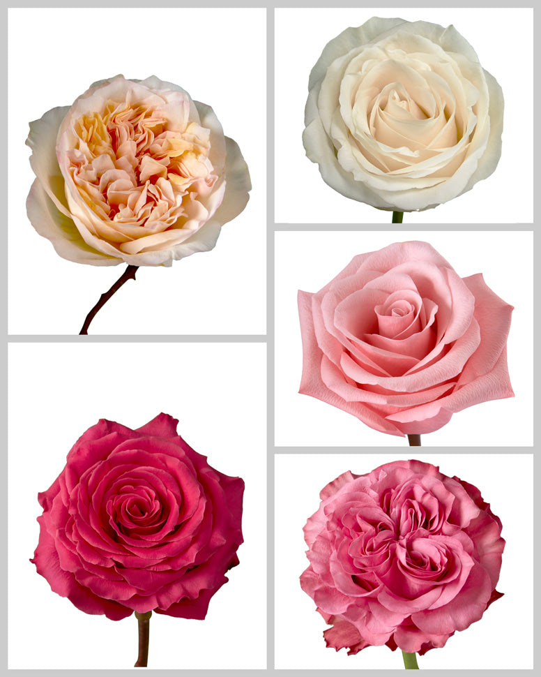 Roses Mixed Box #451 Mother's Day