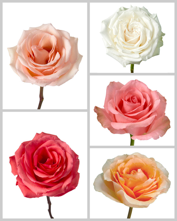 Roses Mixed Box #452 Mother's Day