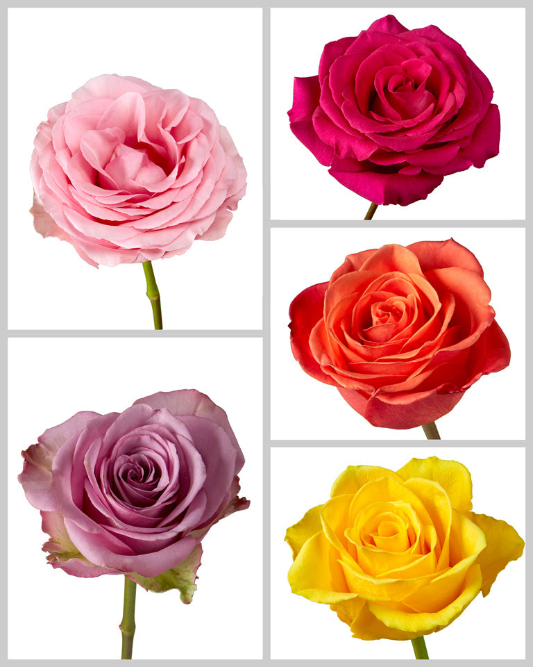 Roses Mixed Box #453 Mother's Day