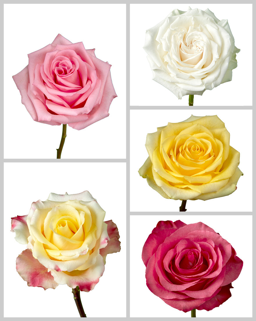 Roses Mixed Box #454 Mother's Day