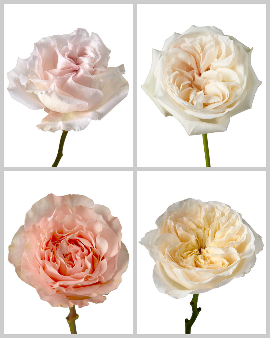 Roses Mixed Box #456 Mother's Day