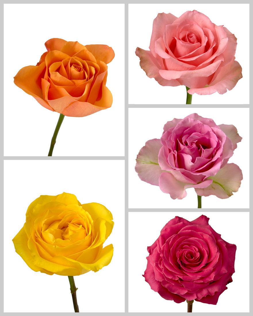 Roses Mixed Box #459 Mother's Day