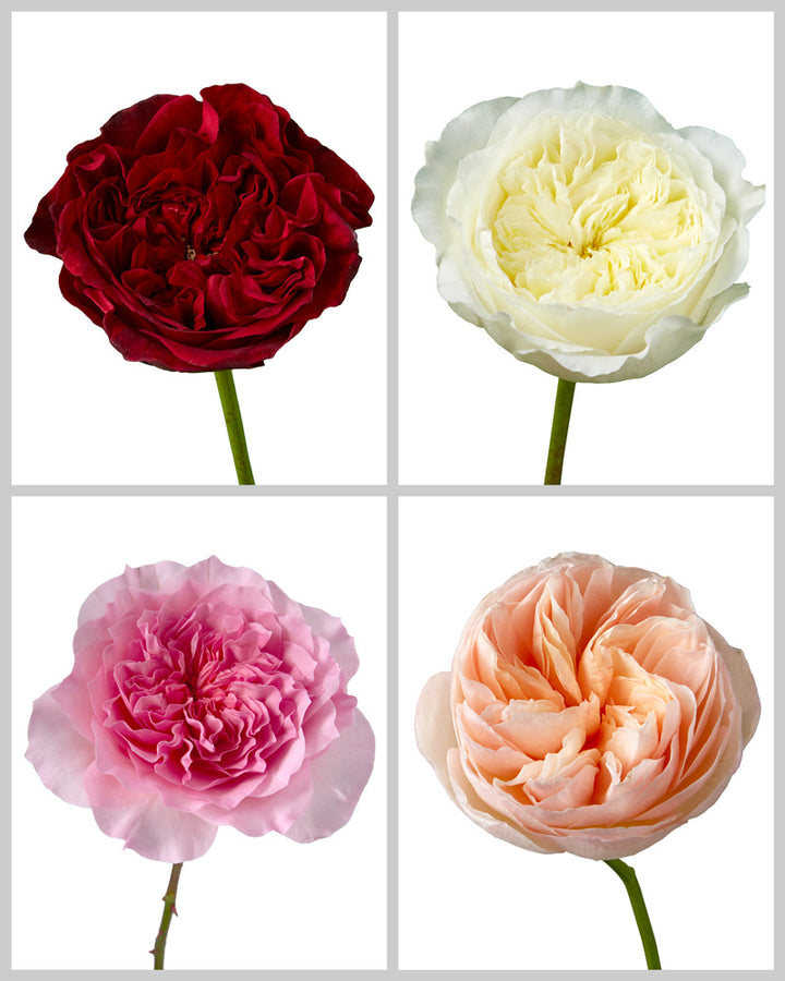 David Austin Roses Mixed Box Valentine Day