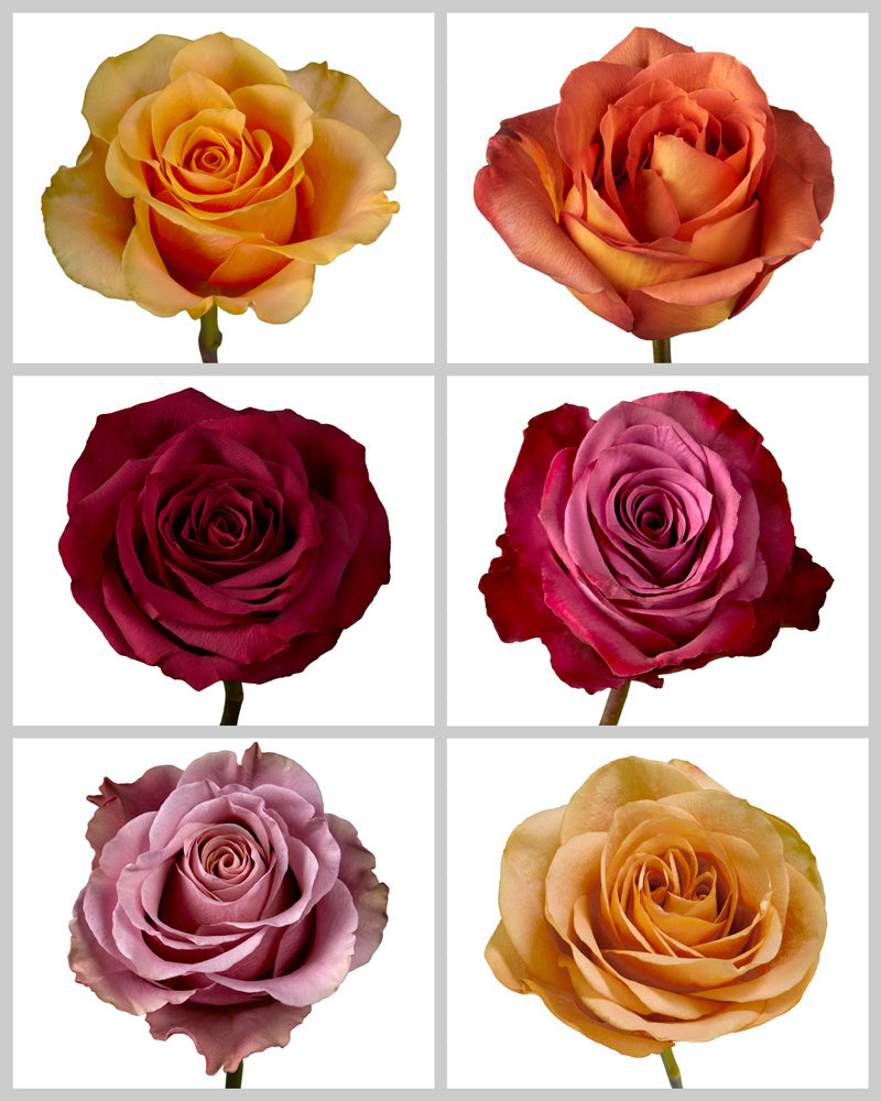 Roses Mixed Fall Box #458