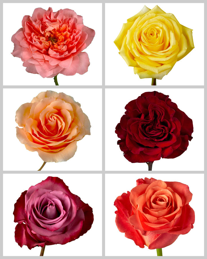 Roses Mixed Fall Box #459