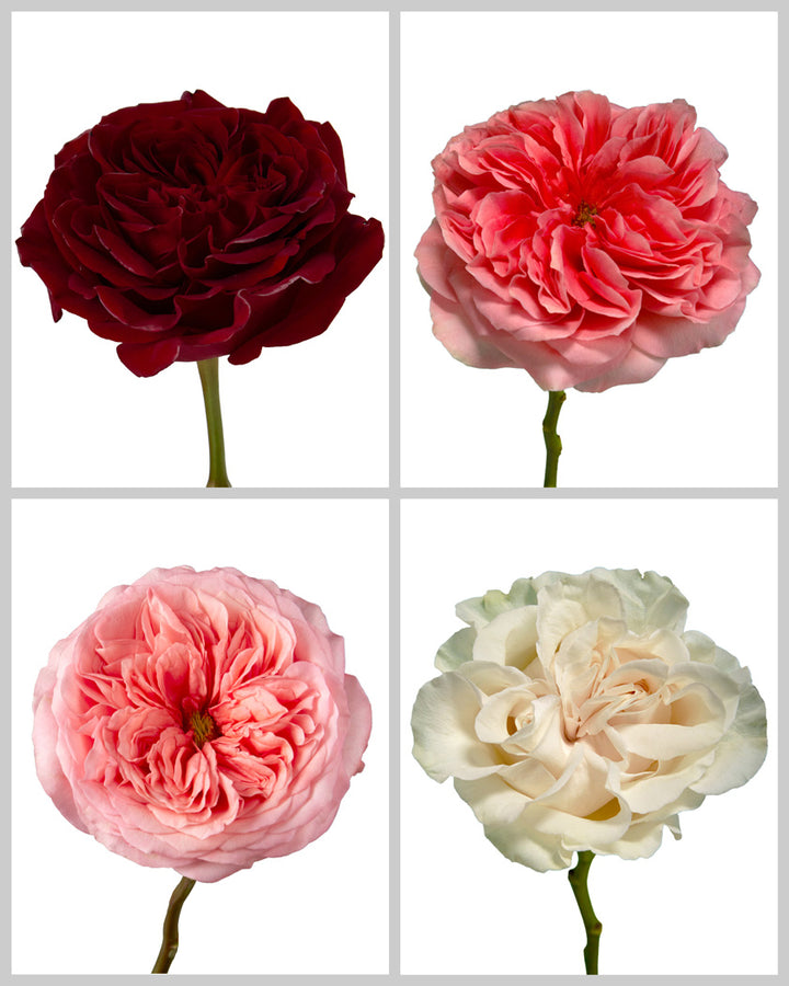 Roses Mixed Box #019 Valentine Day (40% Red Garden Roses)