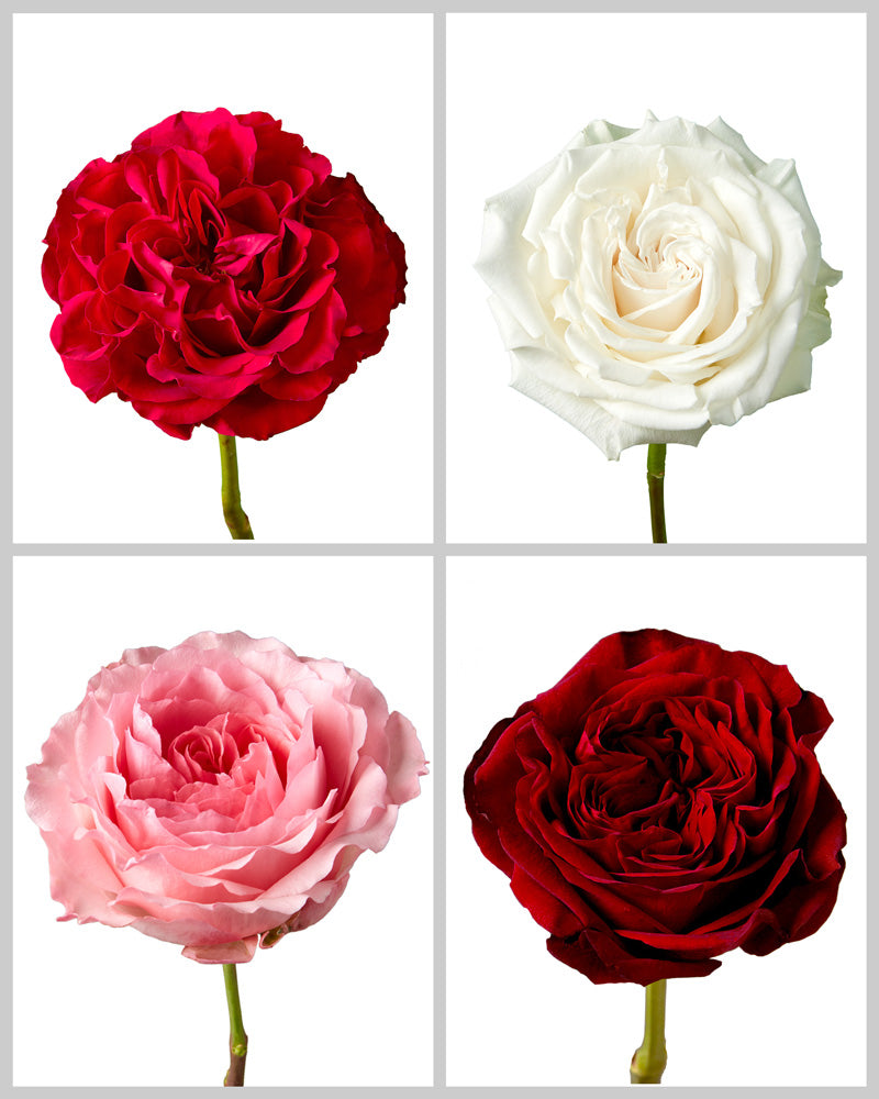 Roses Mixed Box #050 Valentine Day (25% Red Roses Garden Varieties)