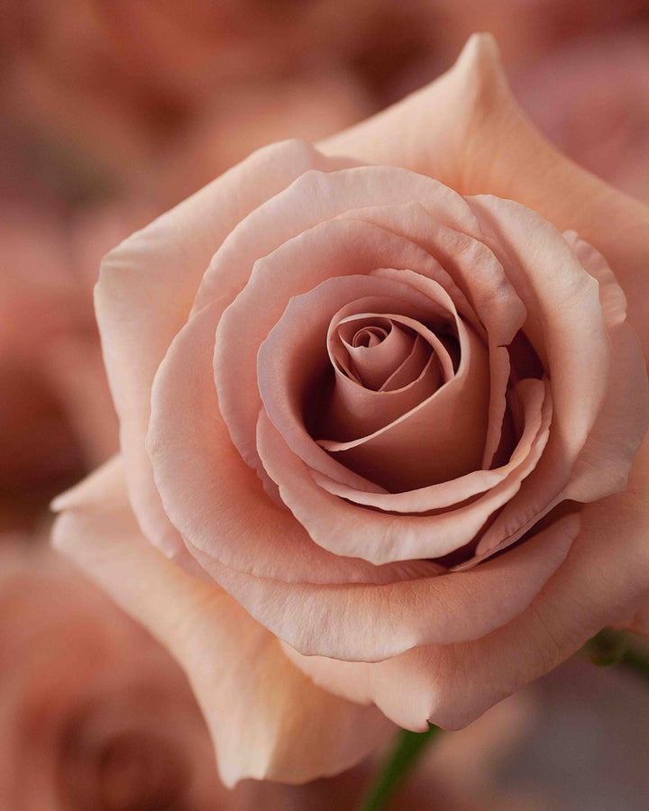 Moab Rose (Fall)