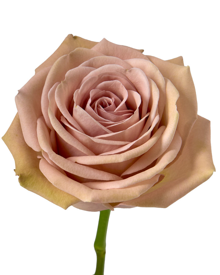Mocca Rose