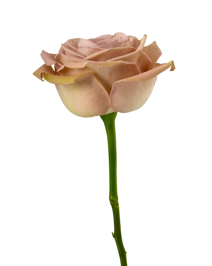 Mocca Rose