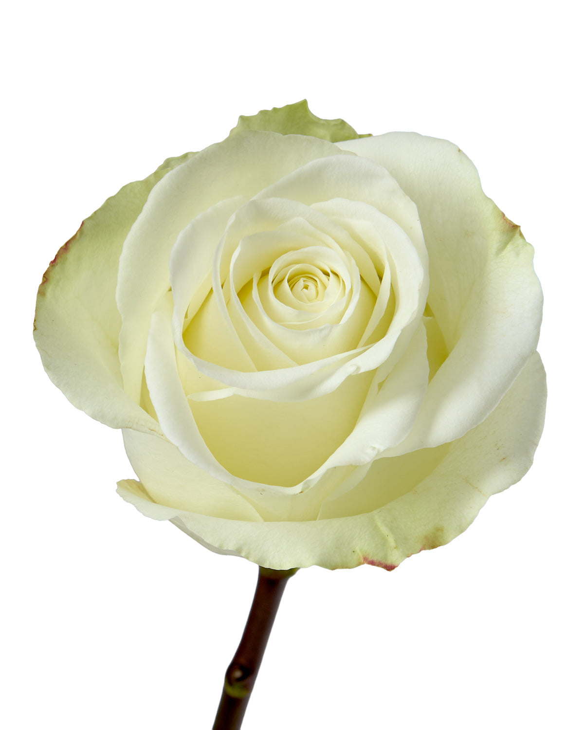 Mojito Rose