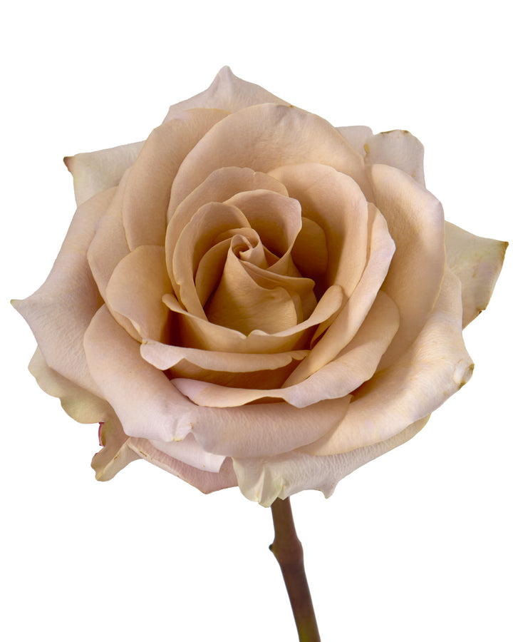 Moka Loka Rose