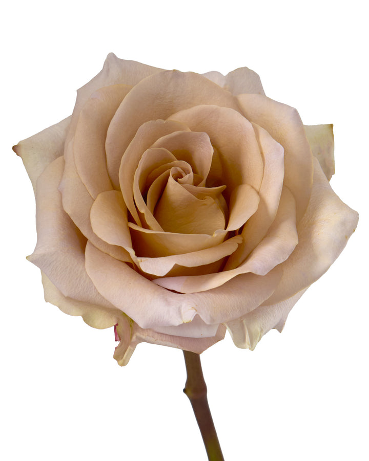 Moka Loka Rose
