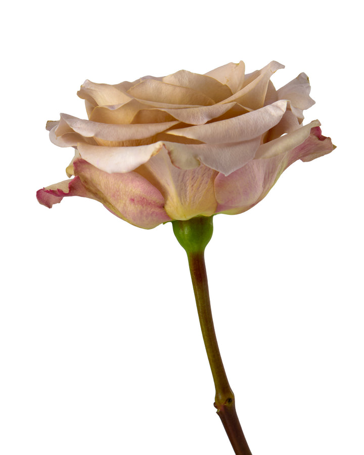 Moka Loka Rose