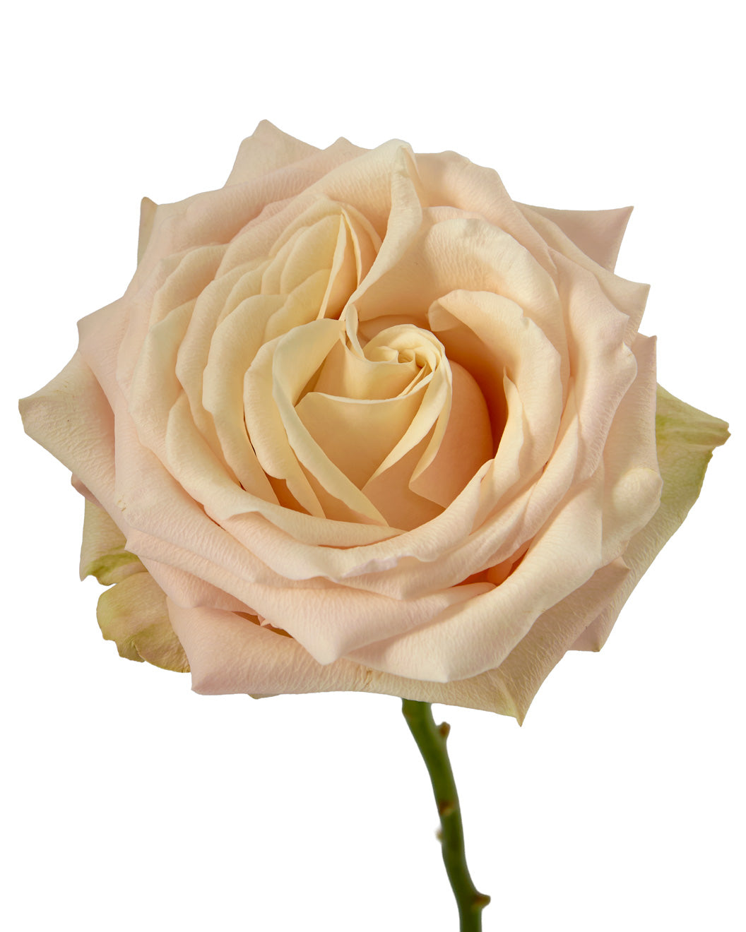 Monet Garden Rose