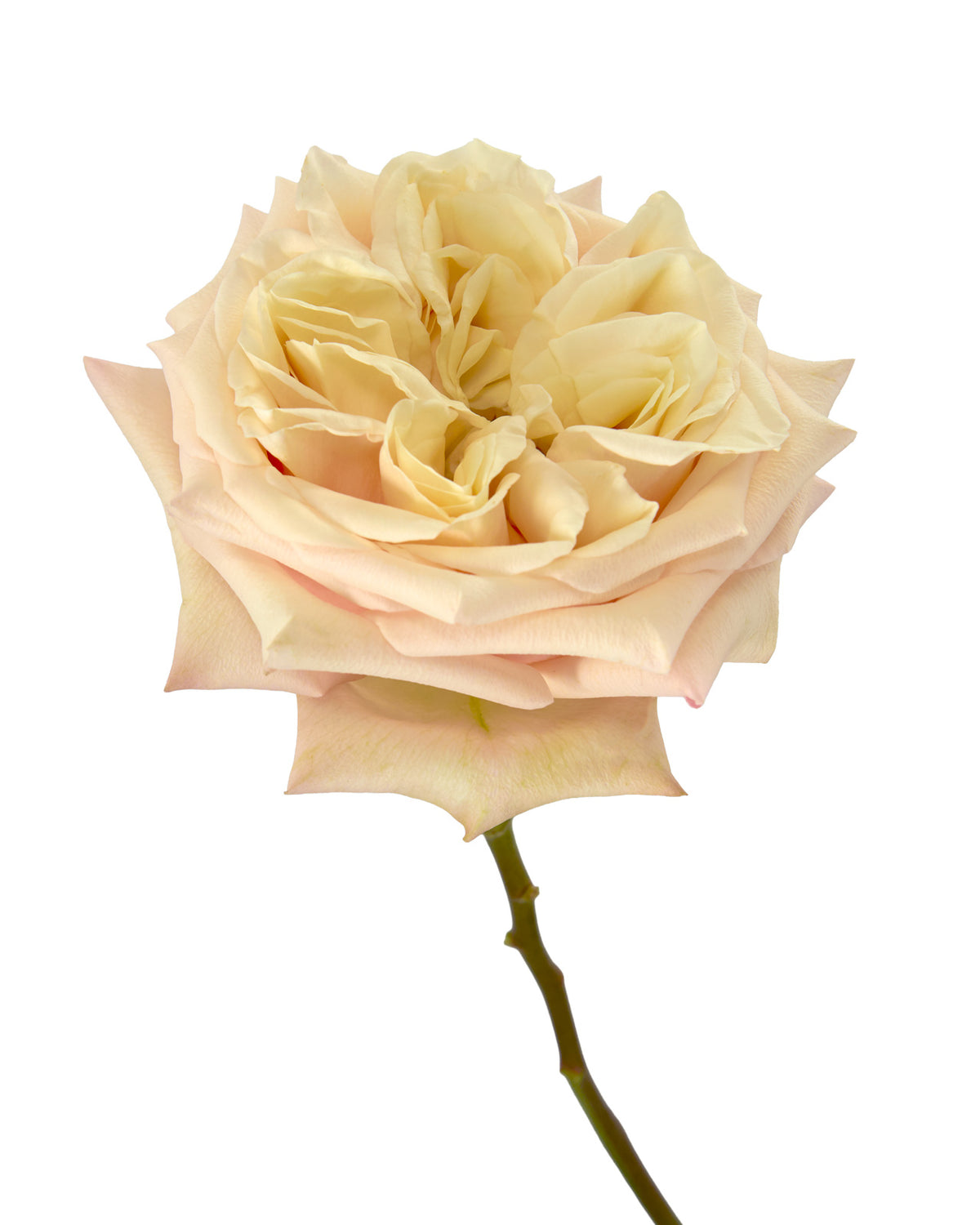 Monet Garden Rose