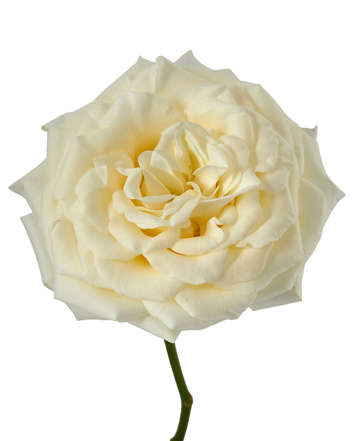 Moonlight Garden Rose