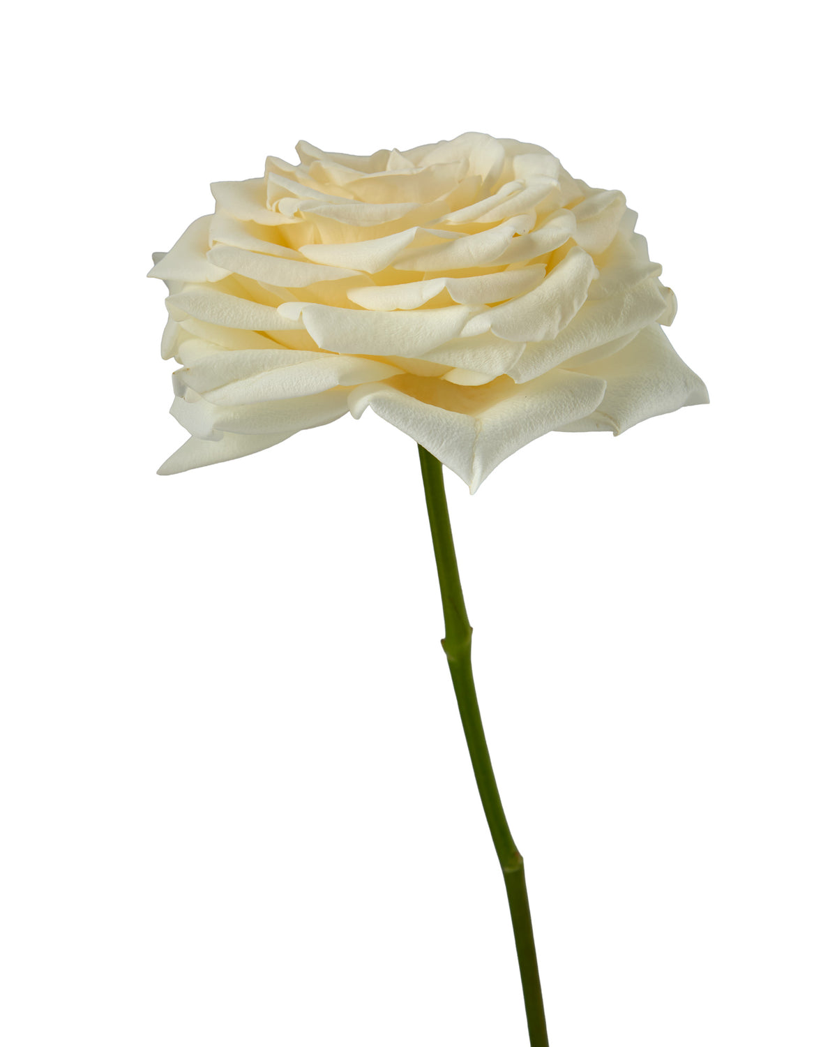Moonlight Garden Rose
