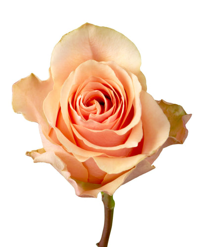 Nectarine Rose