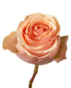Nectarine Rose