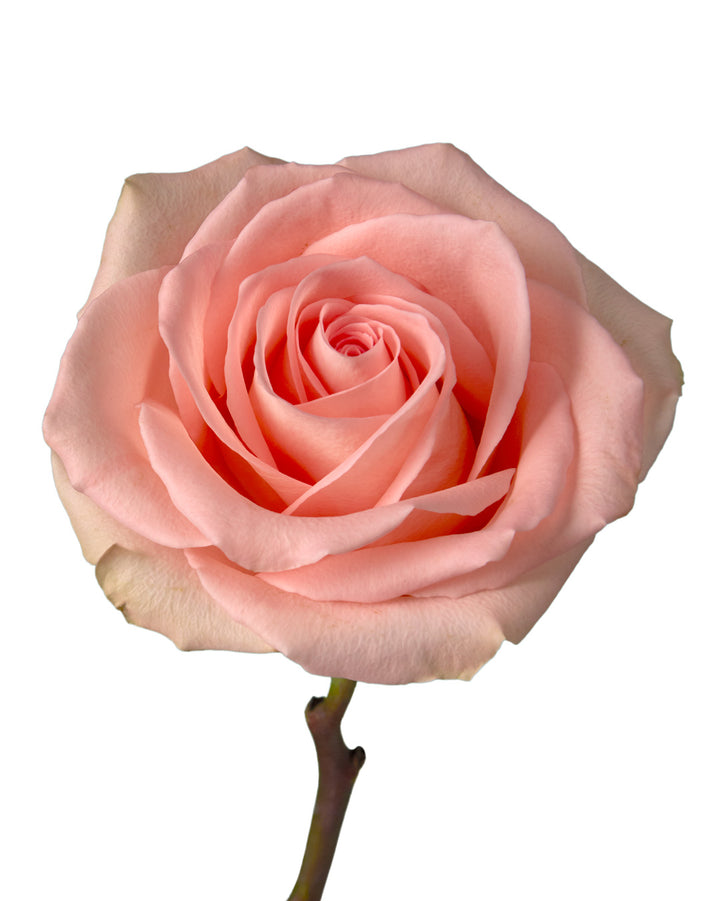 New Emotion Rose