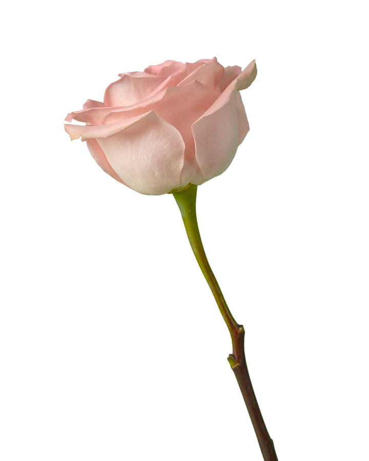 New Emotion Rose