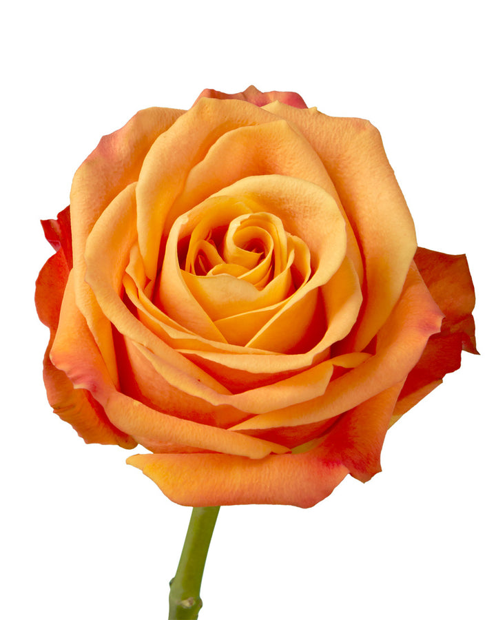 Nexus Rose