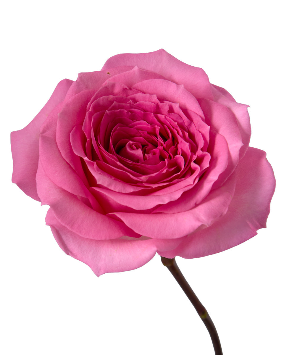 Nuage Rose Valentine Day