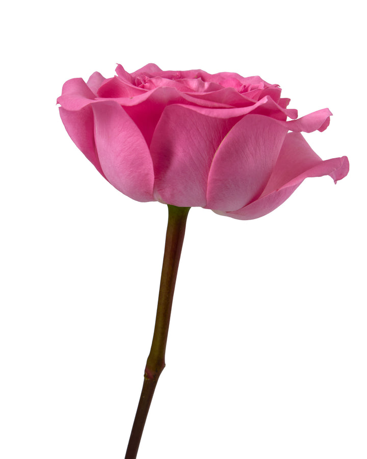 Nuage Rose Valentine Day