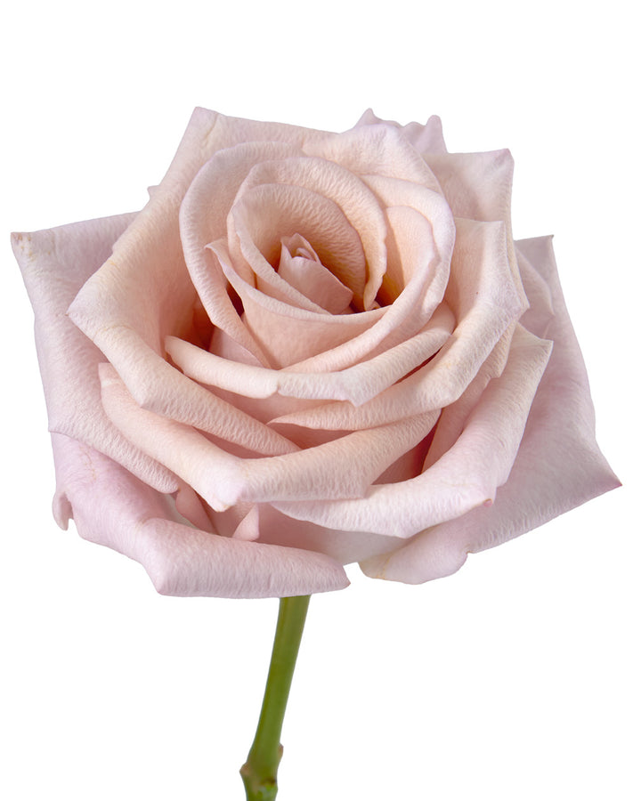 Nude Rose