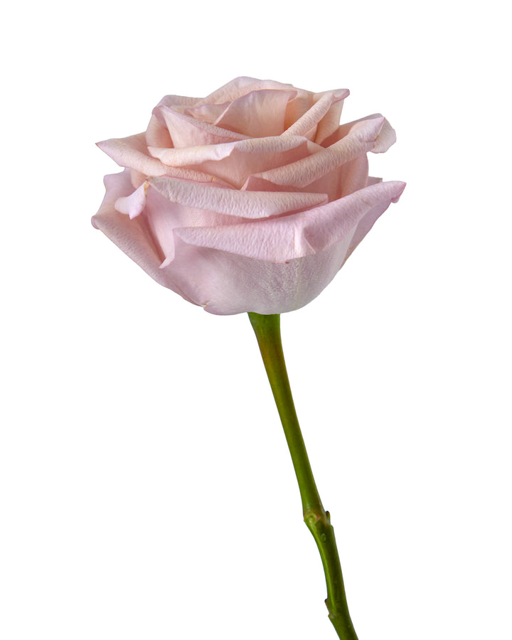 Nude Rose
