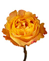 Orange Reeva Rose