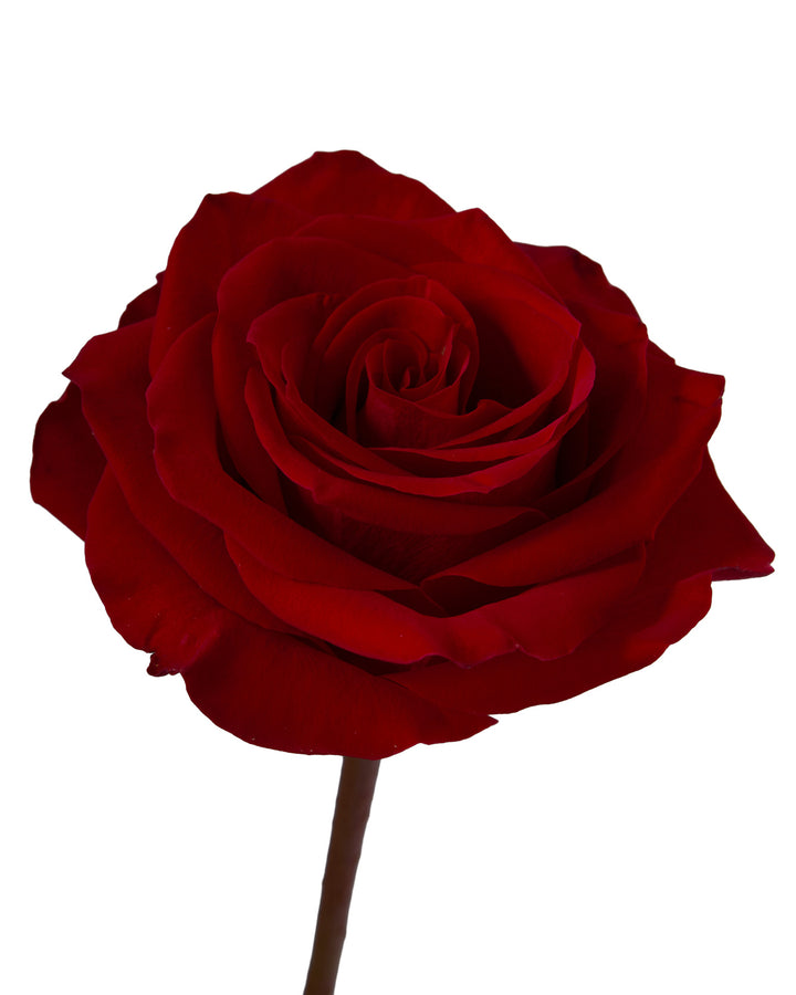 Passion Turca Rose Valentine Day