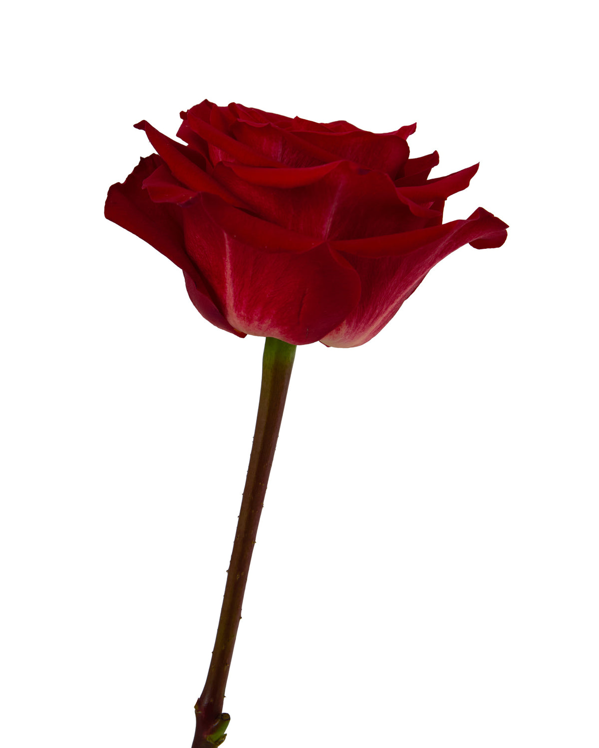 Passion Turca Rose Valentine Day