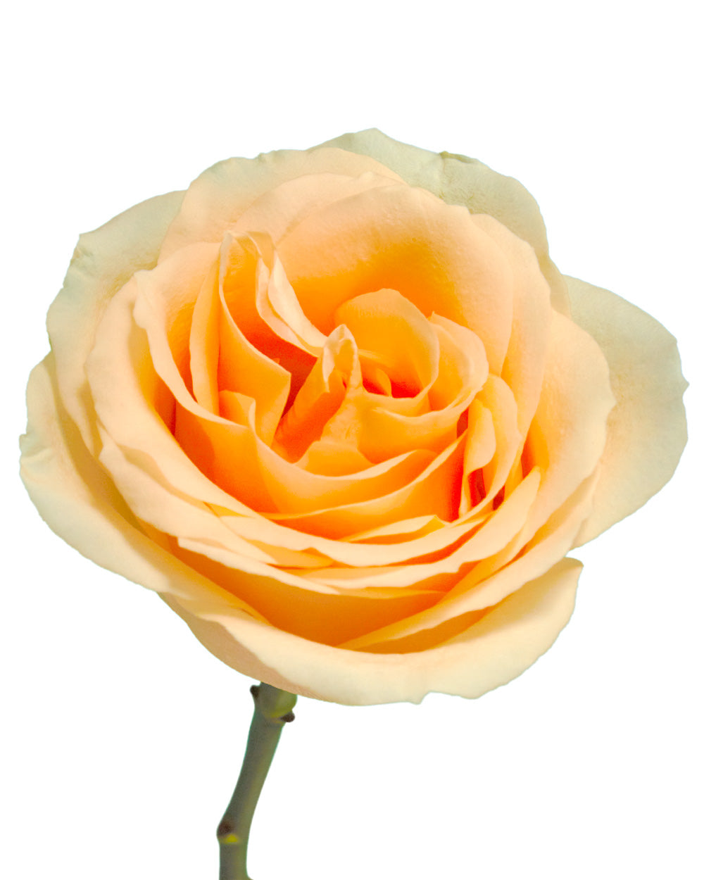 Peach Avalanche Rose