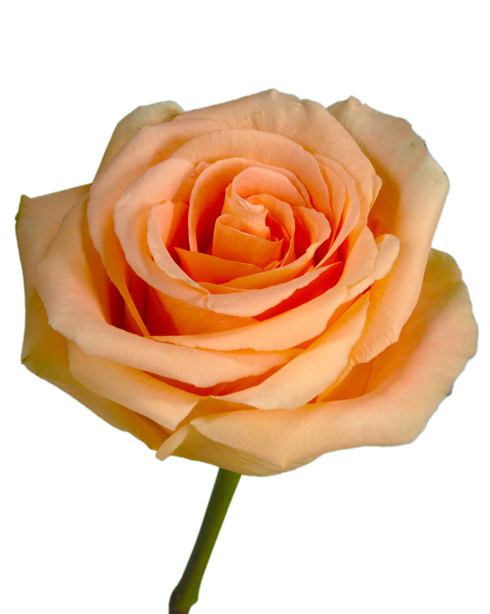 Peach Wave Rose Valentine Day