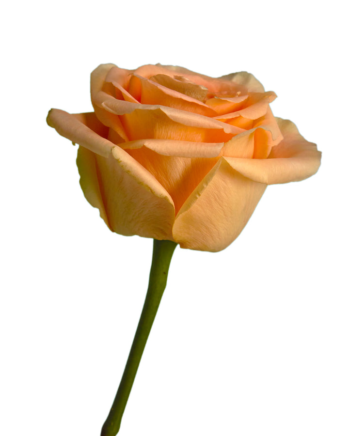 Peach Wave Rose Valentine Day