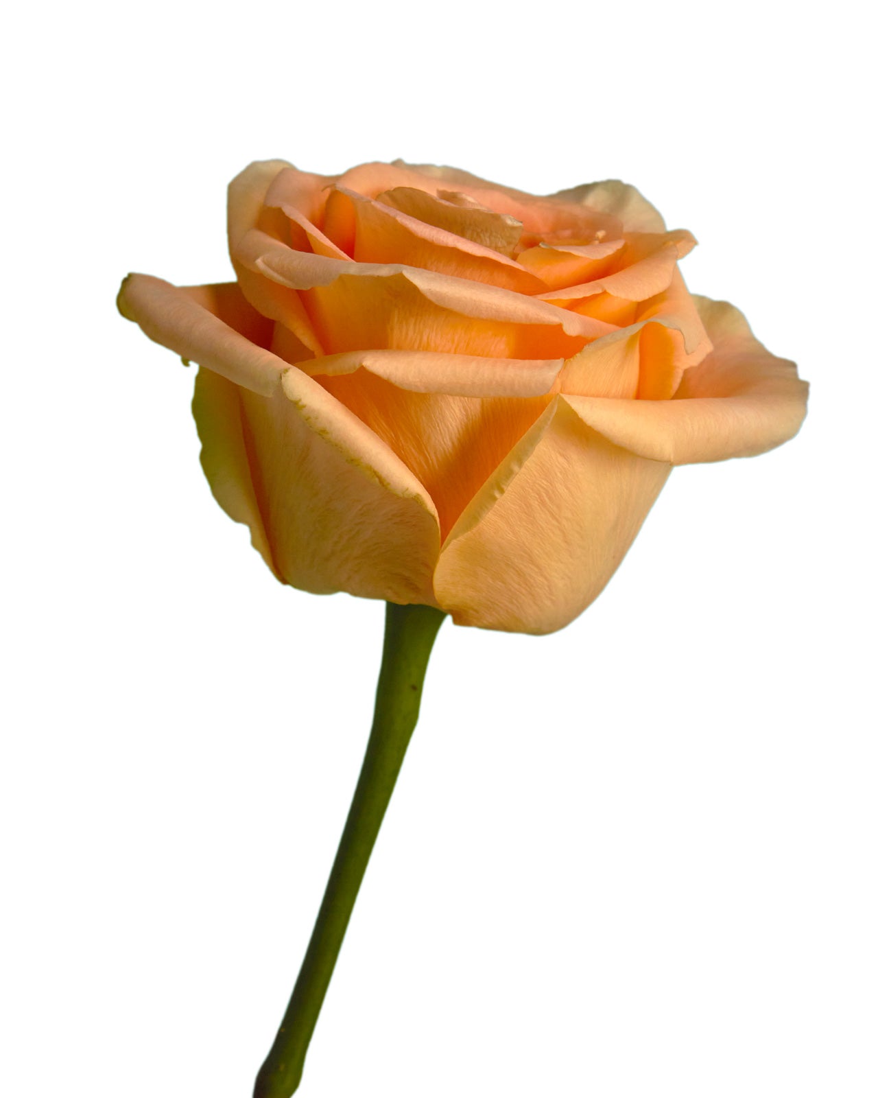 Wholesale Peach Wave Rose | PetalJet