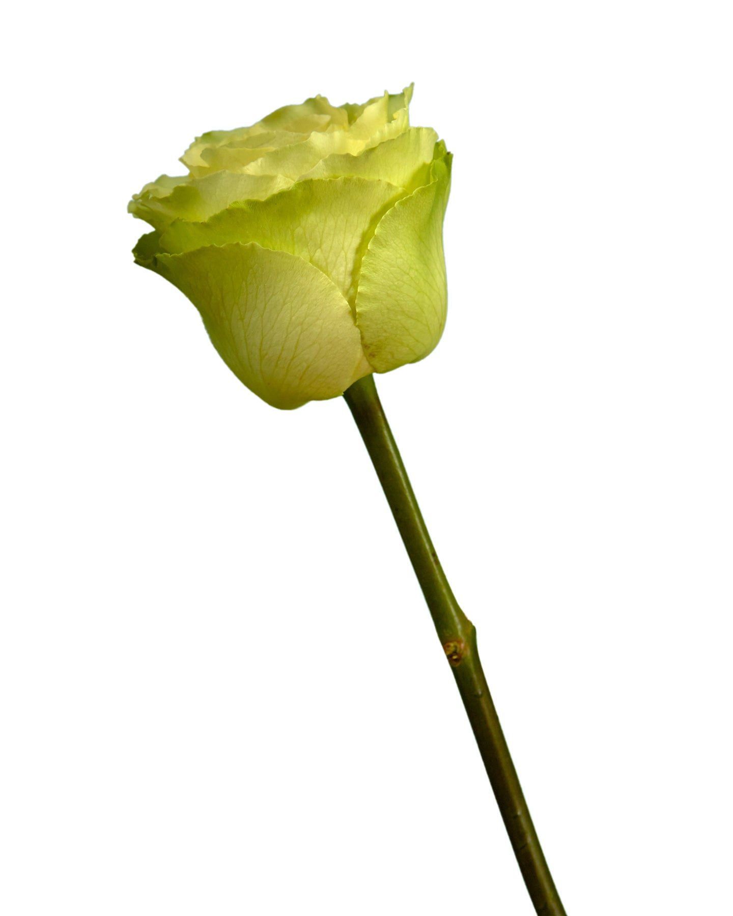 Peridot rose on sale