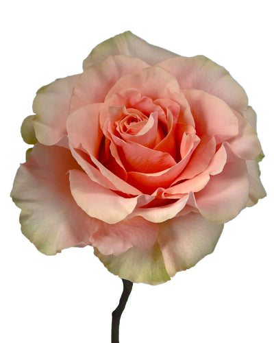 Phoenix Garden Rose