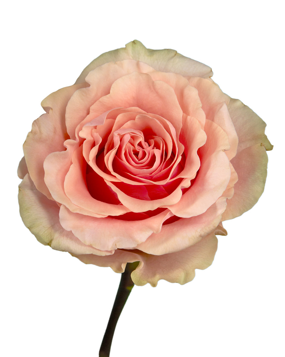 Tree Phoenix Tail Roses Wholesale Phoenix Garden Rose | PetalJet