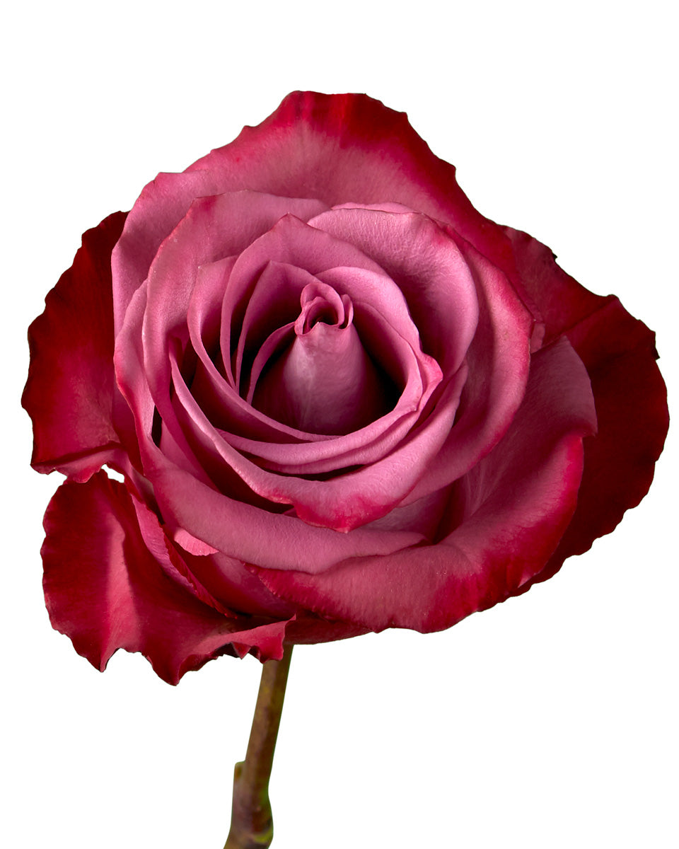 Piacere Rose