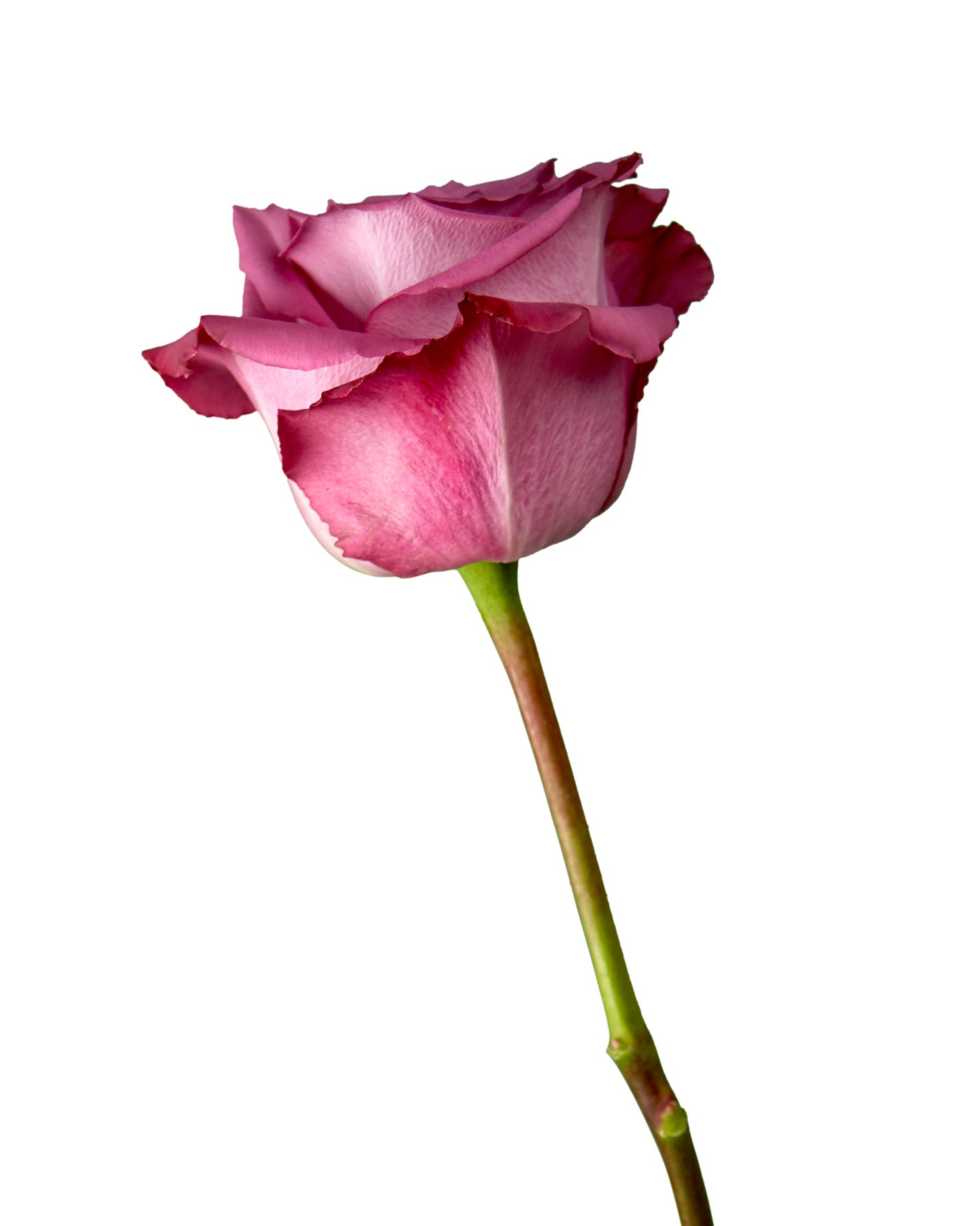 Piacere Rose